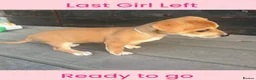 Jack Russell dogs for sale: 🐶 Beautiful 10-Week-Old Female Jack Russel Puppy - Advert 2