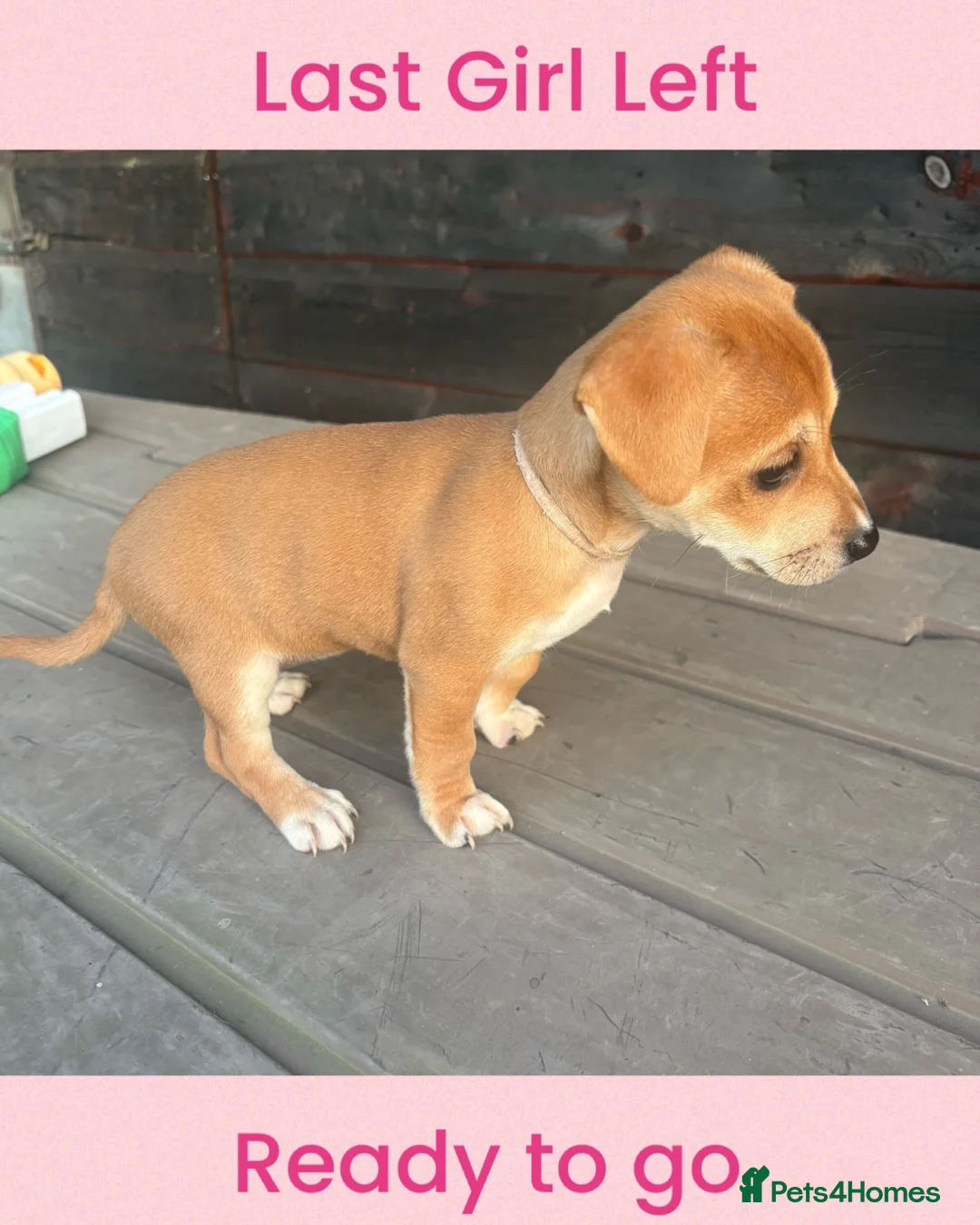 Jack Russell dogs for sale: 🐶 Beautiful 10-Week-Old Female Jack Russel Puppy - Advert 2