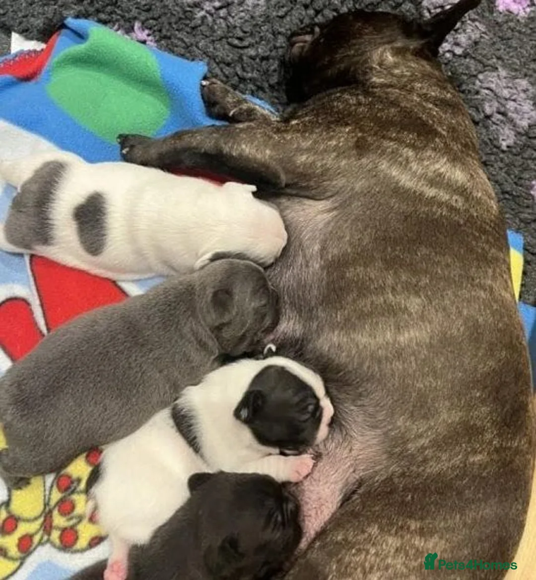 French Bulldog dogs for sale: Champion PURE French Bulldog puppies for sale - Advert 3