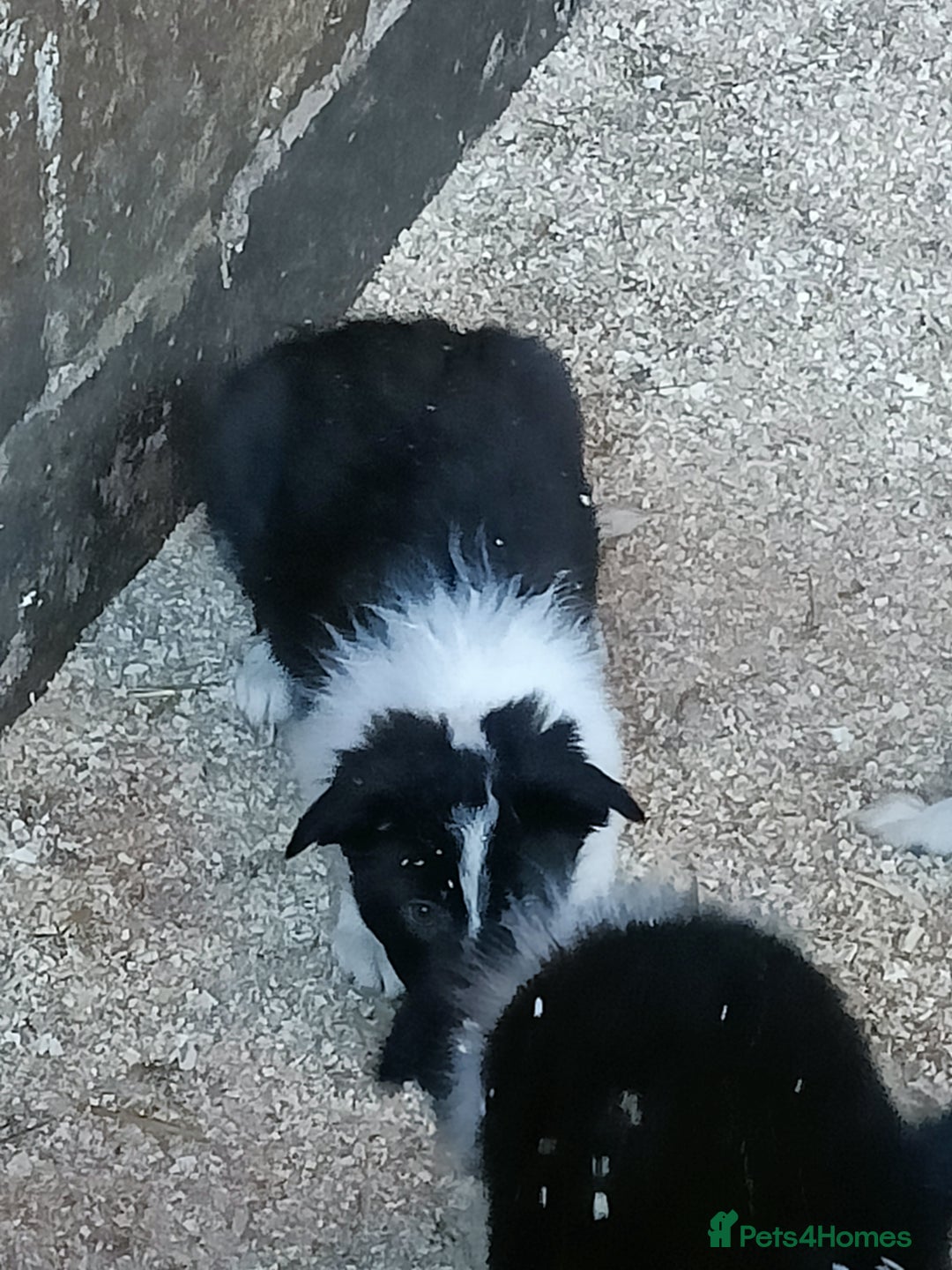 Border Collie dogs for sale: Border collie pups  - Advert 9