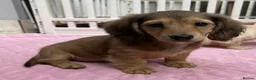 Dachshund dogs for sale: Kc Stunning Miniature Dachshunds  - Advert 1