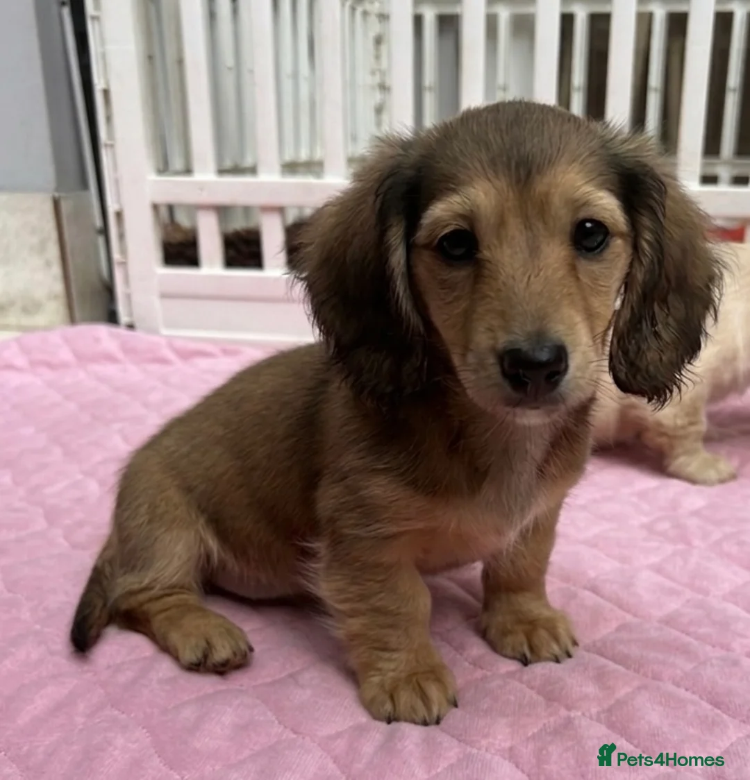 Dachshund dogs for sale: Kc Stunning Miniature Dachshunds  - Advert 1