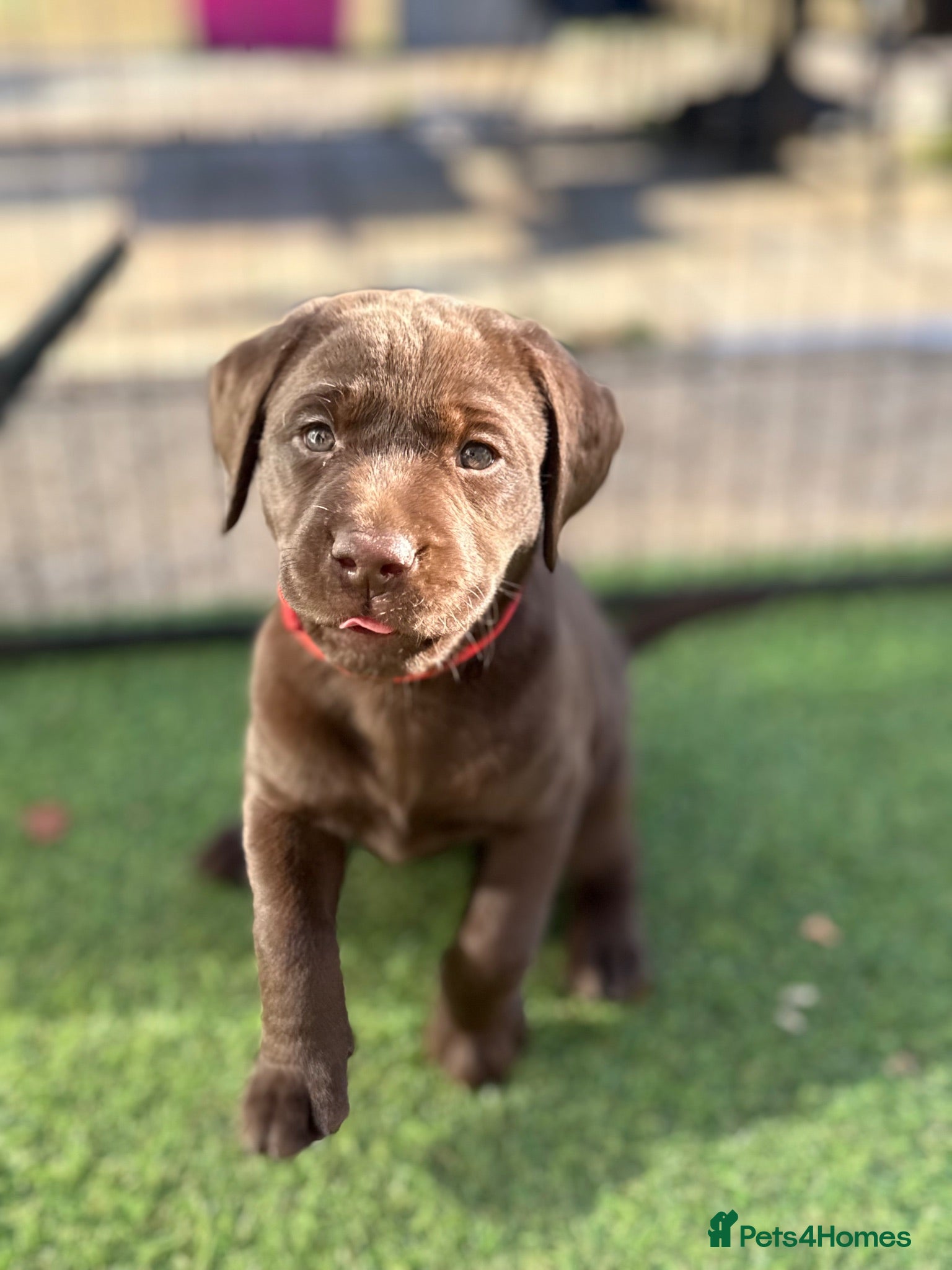 Labrador Retriever dogs Beautiful chocolate Kc Reg Labrador Puppies - Advert 1