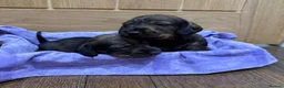 Miniature Dachshund dogs for sale: Wired haired Dachshund  - Advert 9