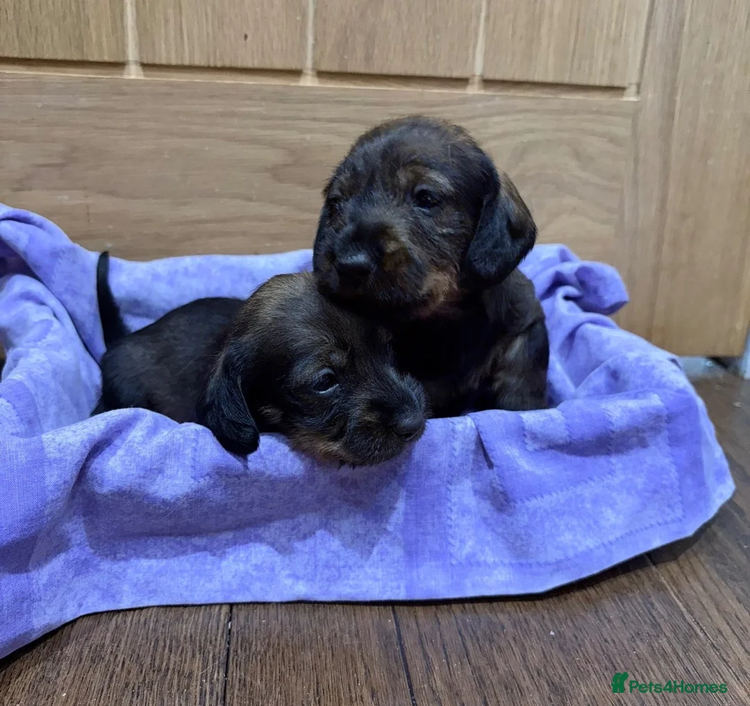 Miniature Dachshund dogs for sale: Wired haired Dachshund  - Advert 9