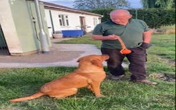 Labrador Retriever dogs for sale: Fabulous Labrador Puppies - Image 8