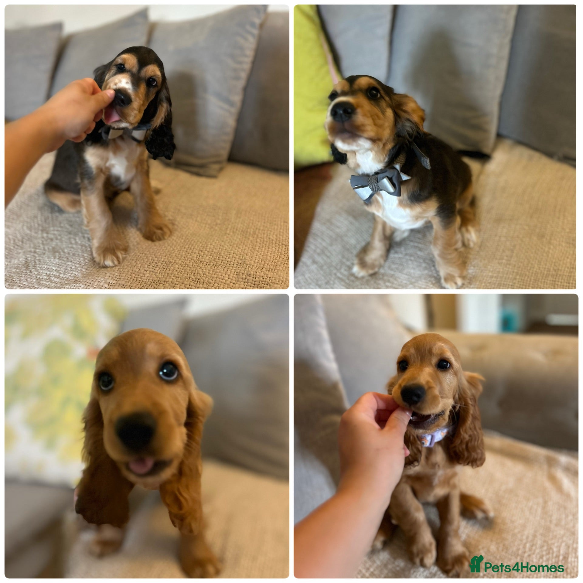 Cocker Spaniel dogs 2 LEFT READY 🏡 🌟SHOW COCKERS 🌟HEALTH CHECKS ✅   - Advert 18