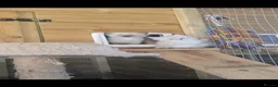 Ragdoll cats for sale: Ragdoll Kittens - READY NOW - Advert 11