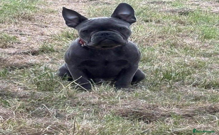 French Bulldog dogs in Swansea - Advert 1
