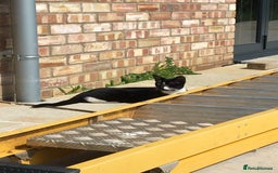 Domestic Shorthair cats for sale: Heart breaking decision  - Image 9