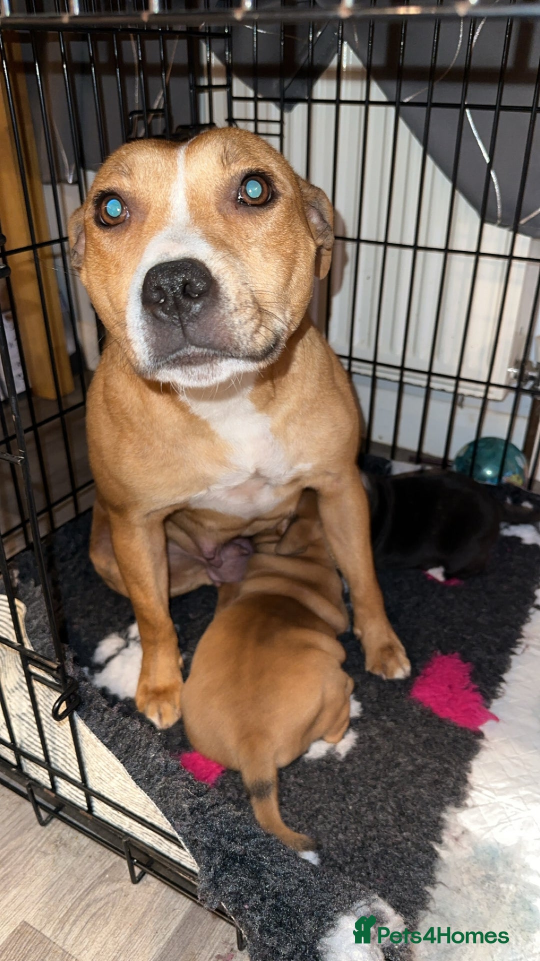 Staffordshire Bull Terrier dogs for sale: Stunning chunky puppies  - Advert 2