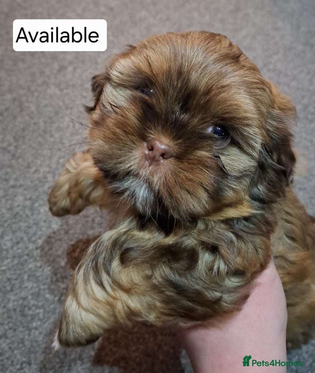 Shih Tzu dogs Karashishi half Imperial Shih Tzu Puppies 🐶 - Advert 5