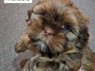 Shih Tzu dogs Karashishi half Imperial Shih Tzu Puppies 🐶 - Advert 2