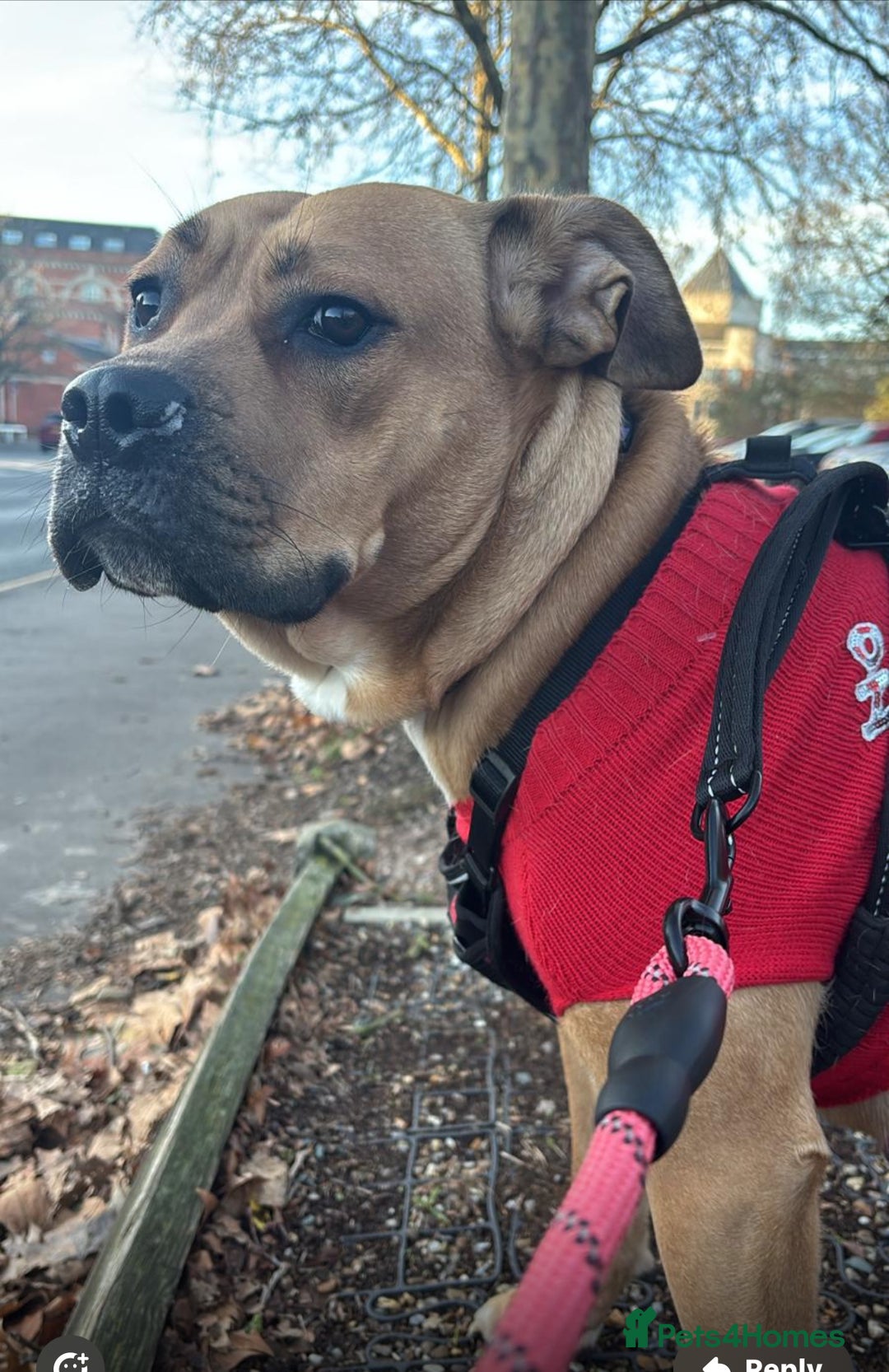 Mixed Breed dogs for sale: My surprise litter - Advert 1