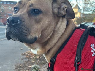 Mixed Breed dogs My surprise litter - Advert 13