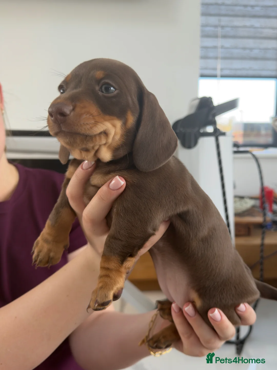 Miniature Dachshund dogs for sale: KC Miniature Dachshund Puppies  - Advert 2