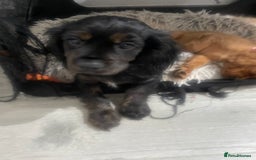 Cavapoo dogs for sale: 3cavapoo puppies  - Image 6