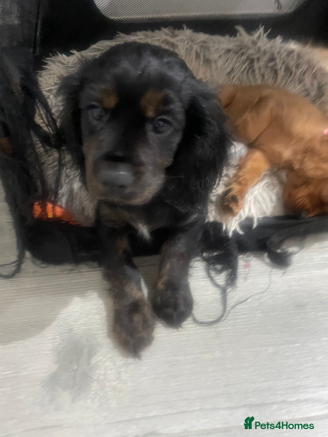 Cavapoo dogs for sale: 3cavapoo puppies  - Image 6