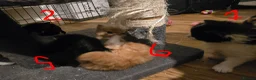 British Longhair cats for sale: Long haired kittens  in Waterlooville - Advert 37
