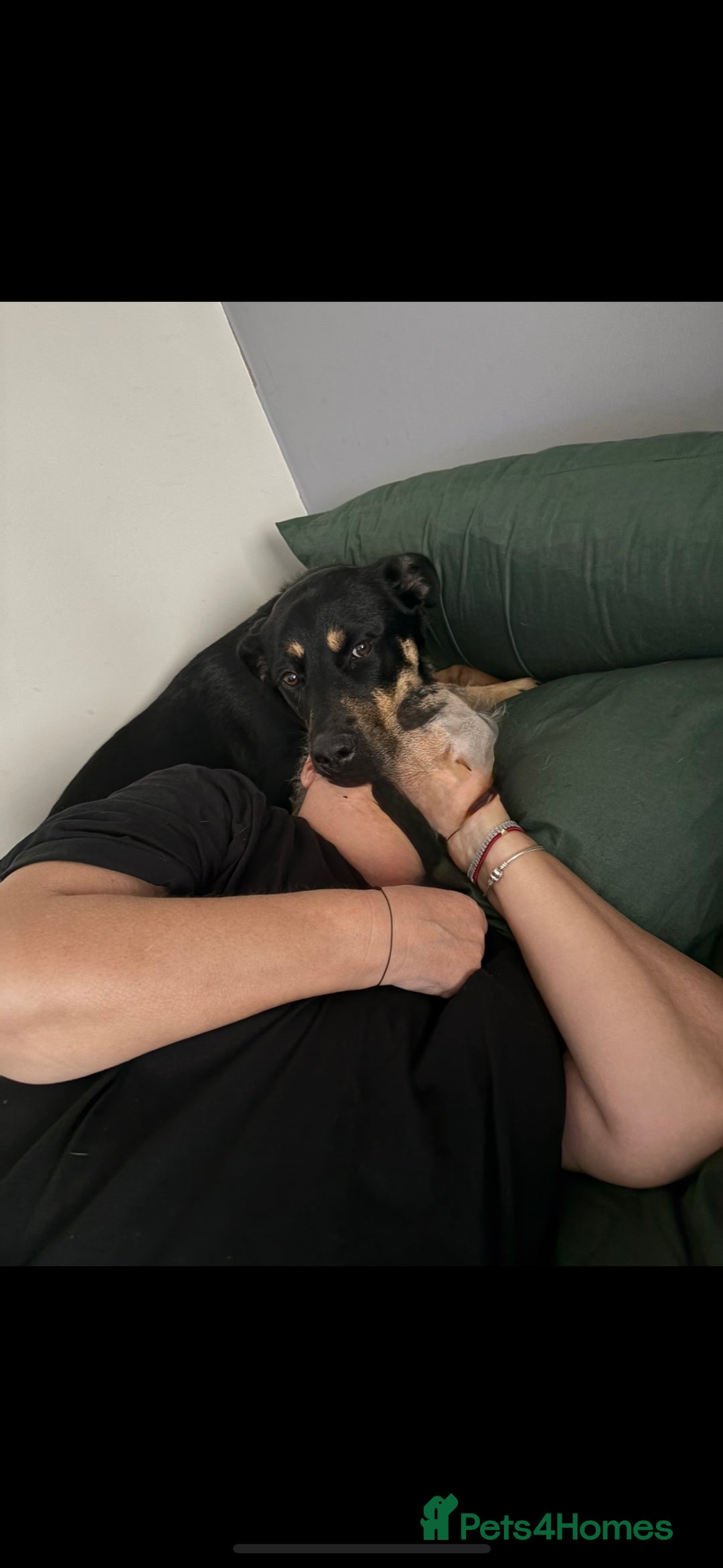 Mixed Breed dogs for sale: Rox looking for new home - Advert 6