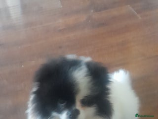 Pomeranian dogs Stunning pomeranian puppy - Advert 9