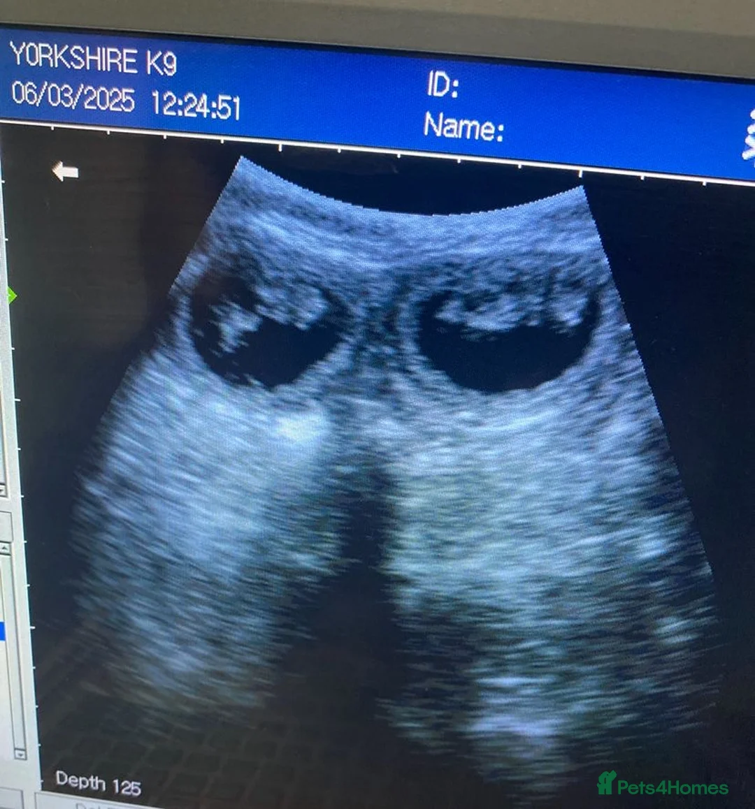 French Bulldog dogs for stud: TINY 8kg VELVET BOY FOR STUD - Advert 5