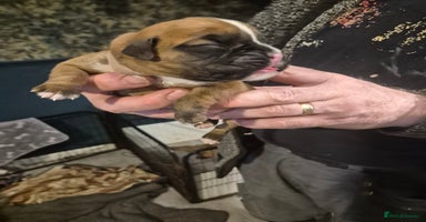 Boxer dogs - Advert 2