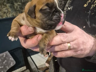 Boxer dogs - Advert 1