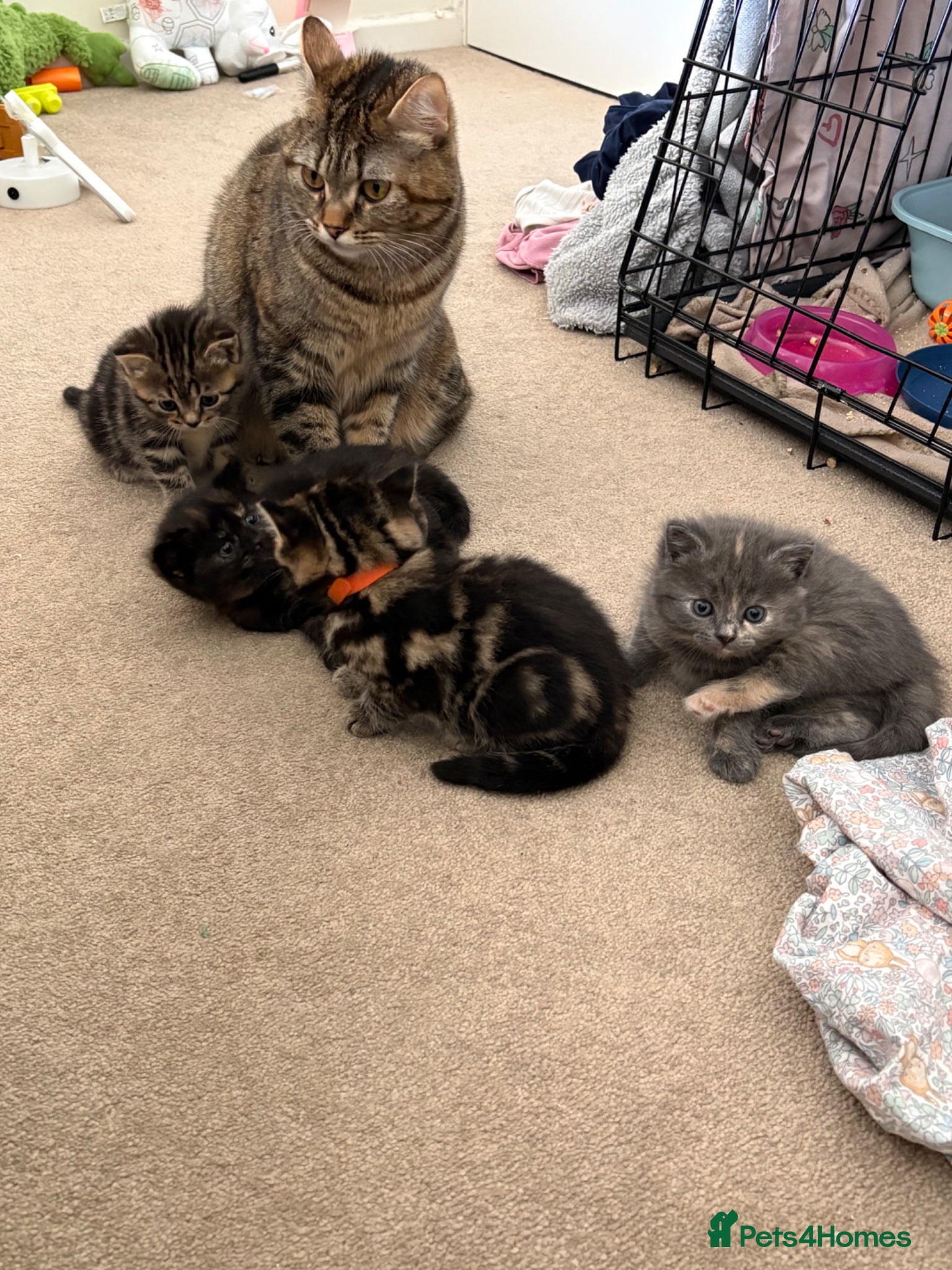 British Shorthair cats The friendliest British Shorthair kittens - Advert 1