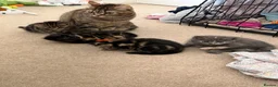 British Shorthair cats for sale: The friendliest British Shorthair kittens - Advert 1