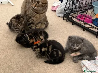 British Shorthair cats READY TO GO THIS FRIDAY! - Advert 6