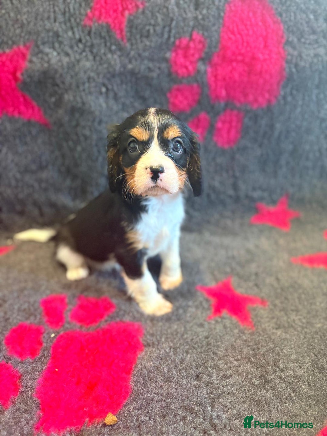 Cavalier King Charles Spaniel dogs for sale: Chocolate carriers kc  - Advert 8