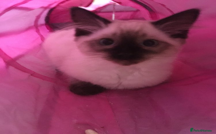 Ragdoll cats - Advert 2