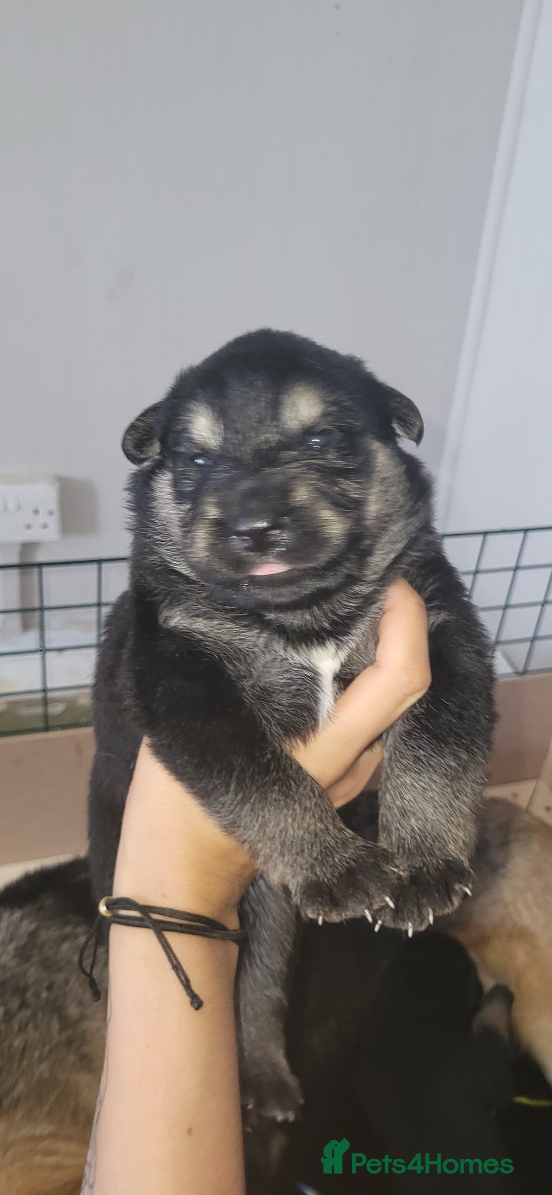 German Shepherd dogs for sale: 4 german shepherd puppy's available  - Image 7