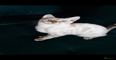 Bengal cats - Advert 2