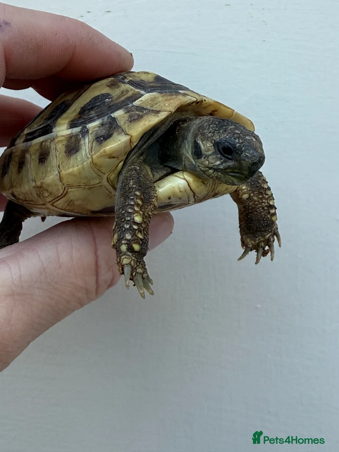 Hermann Tortoise reptiles for sale: Baby Hermanns tortoises for sale. Ready now  - Advert 7