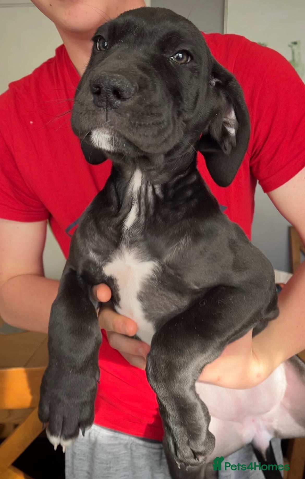 Great Dane dogs Offers on black Kc reg health tested Dane pups - Advert 15