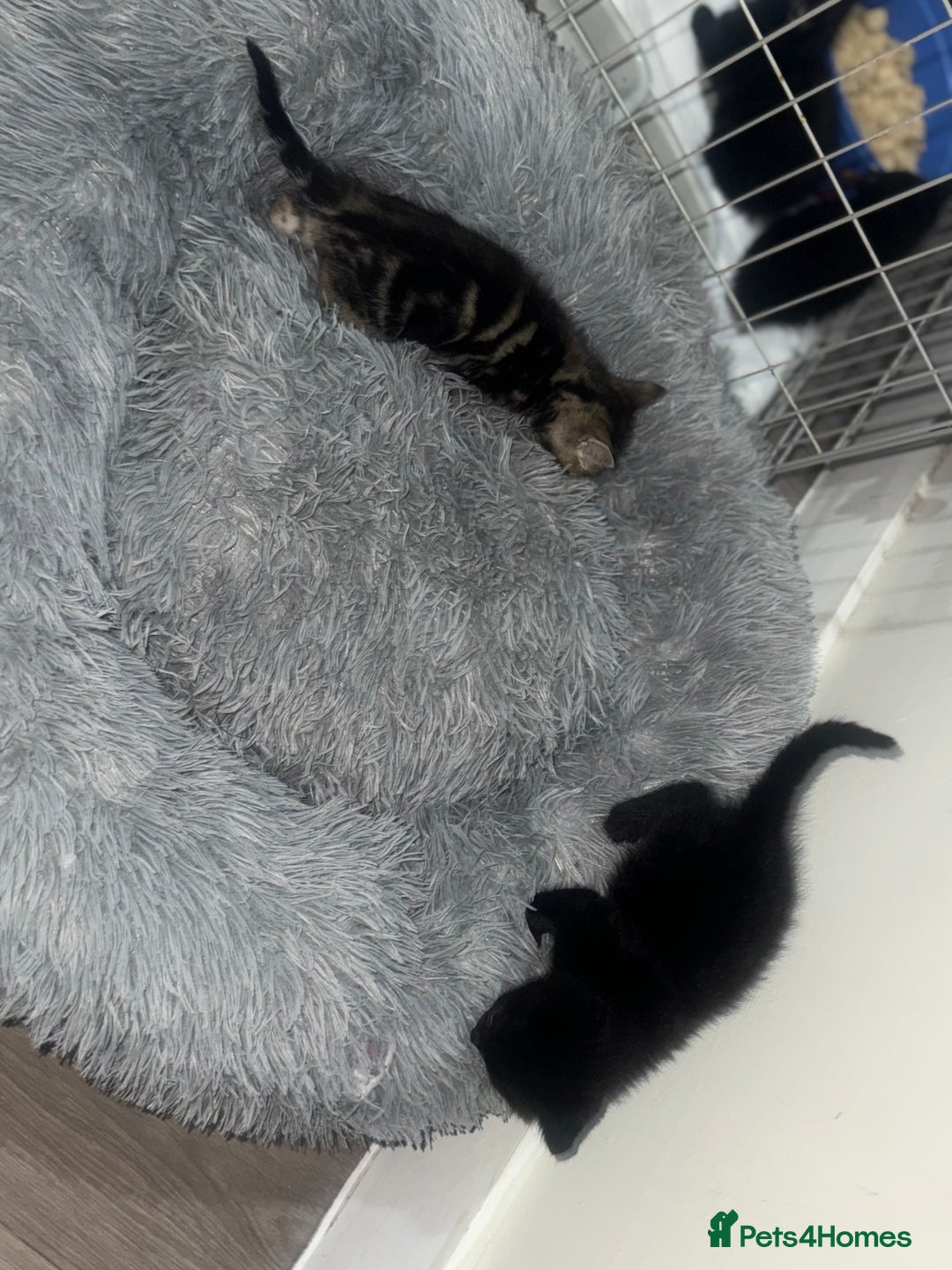 Mixed Breed cats for sale: 5 beautiful kittens for sale  - Advert 9