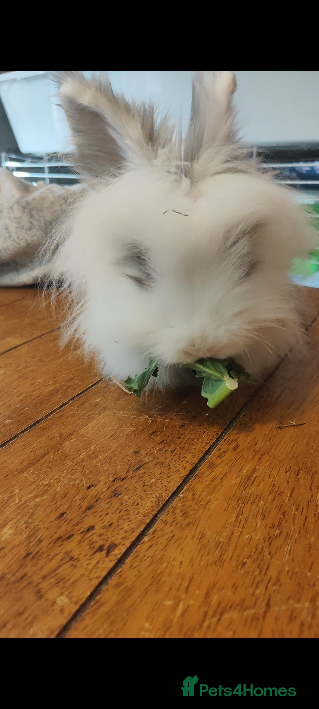 Mixed Breed rabbits Male Rex Buck & Female Lionhead Doe  - Advert 2