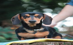 Miniature Dachshund dogs for sale: 5 STAR LICENSED - CEZARBLUE SMOOTH KC MINIATURES  - Image 6