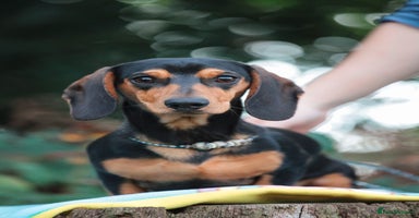 Miniature Dachshund dogs - Advert 16