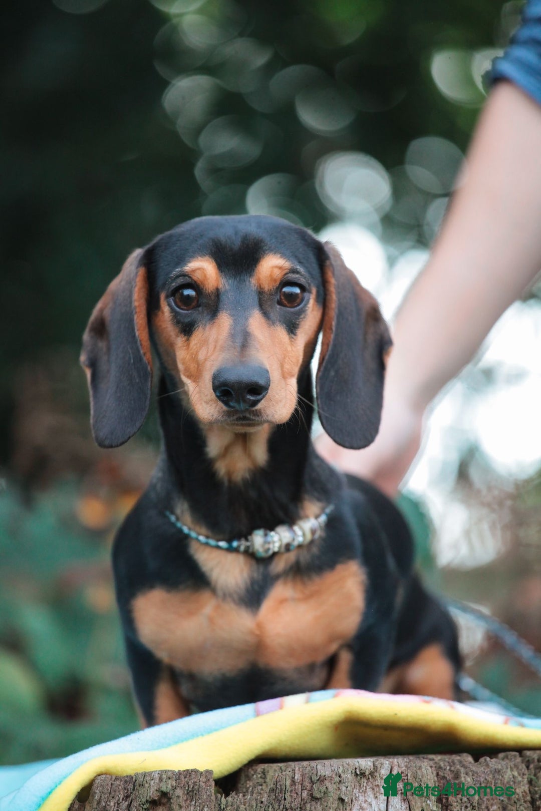 Miniature Dachshund dogs for sale: 5 STAR LICENSED - CEZARBLUE SMOOTH KC MINIATURES  - Image 6