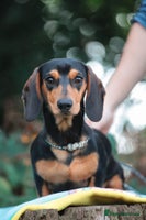 Miniature Dachshund dogs - Advert 8