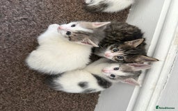 Mixed Breed cats for sale: Cuddly kittens up for adoption  - Image 3