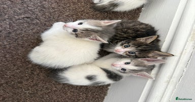 Mixed Breed cats - Advert 4