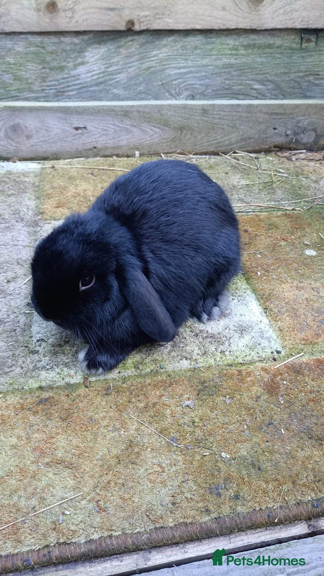 Mini Lop rabbits for sale: Pure mini lops  - Advert 2