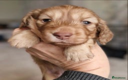 Miniature Dachshund dogs for sale: Lovely coat miniature Dachshund puppies - Image 2