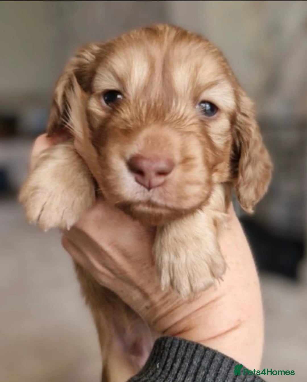 Miniature Dachshund dogs for sale: Lovely coat miniature Dachshund puppies - Image 2