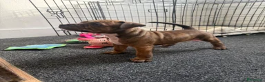 Staffordshire Bull Terrier 2