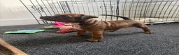 Staffordshire Bull Terrier dogs for sale: Staffordshire Bull Terrier Puppies - Advert 7